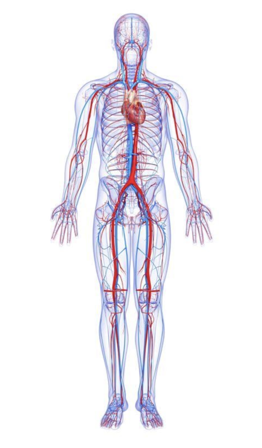 anatomie corps humain pour l'ostéopathie